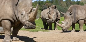 San Diego Zoo Rhinos | GO San Diego Pass