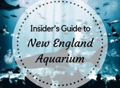 Insider's Guide to the New England Aquarium - Tips & Discount Tickets