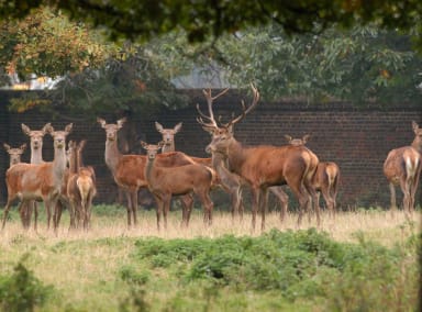 london deer parks