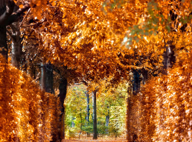 Autumn in Paris