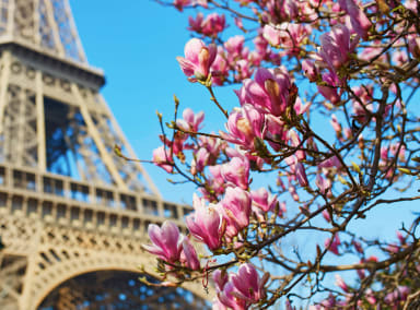 Magnolia blossom beside the Eiffel Tower in Paris in April