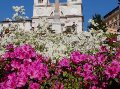 spanish steps flowers