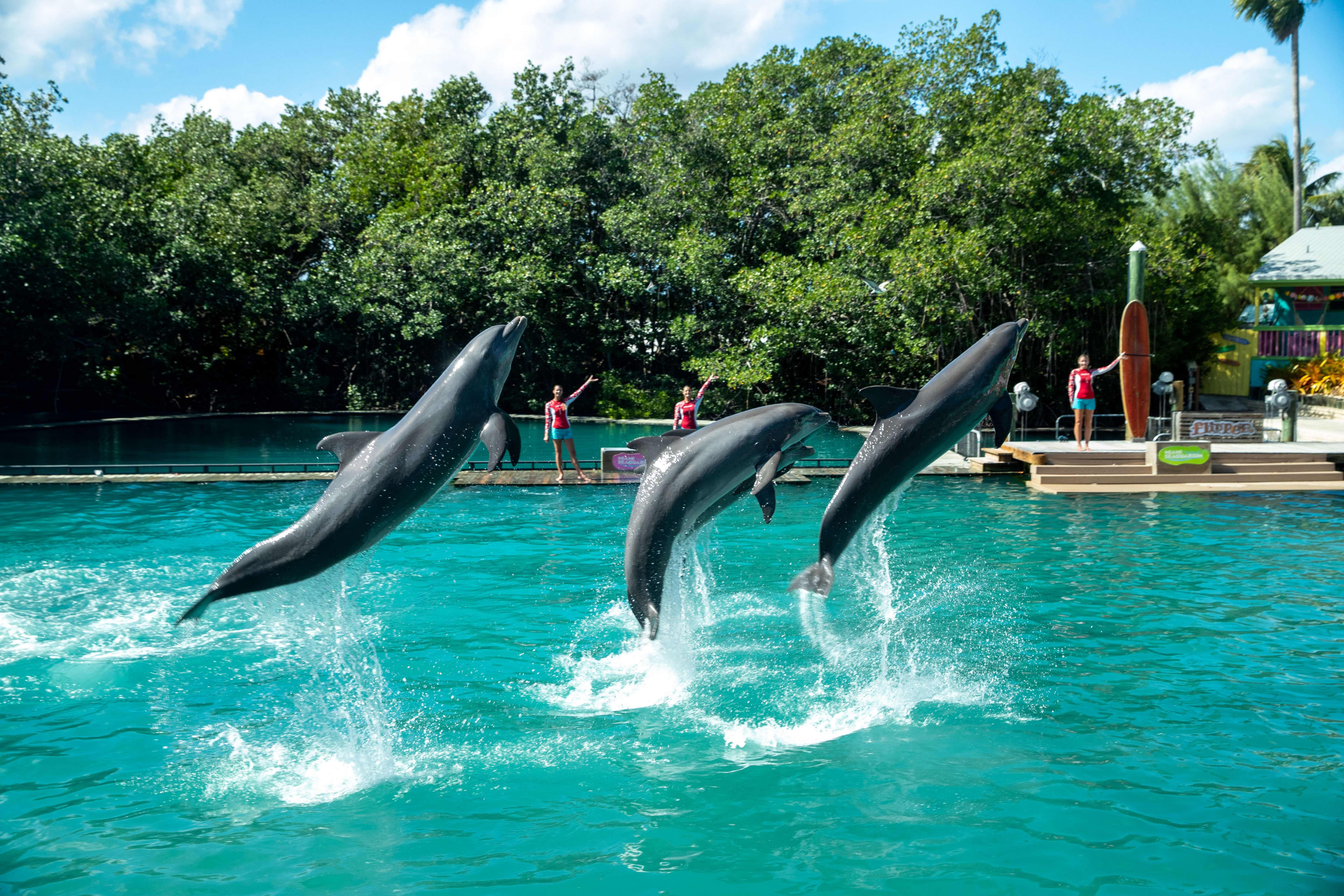 Flipper Dolphin Show