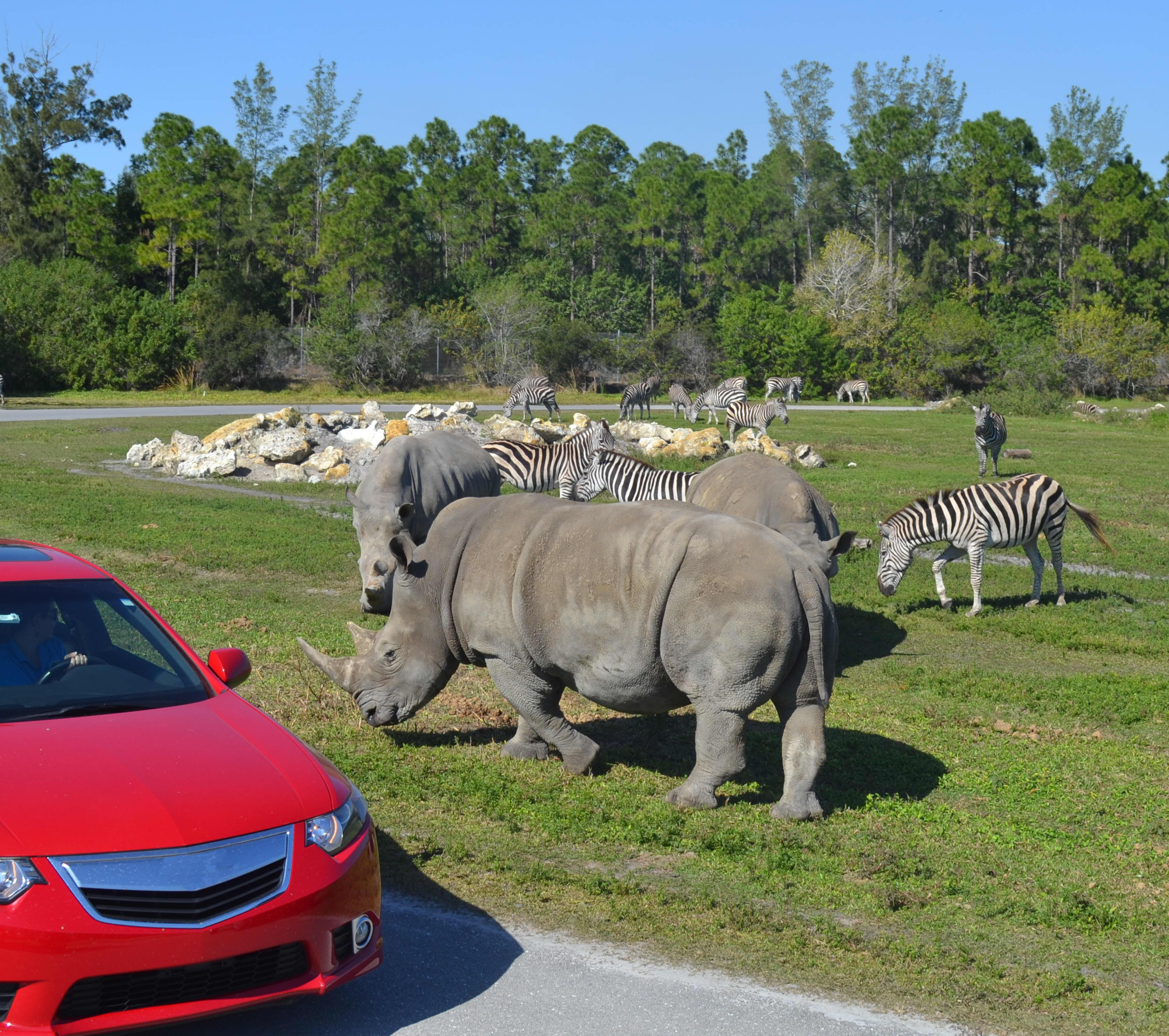 Lion Country Safari