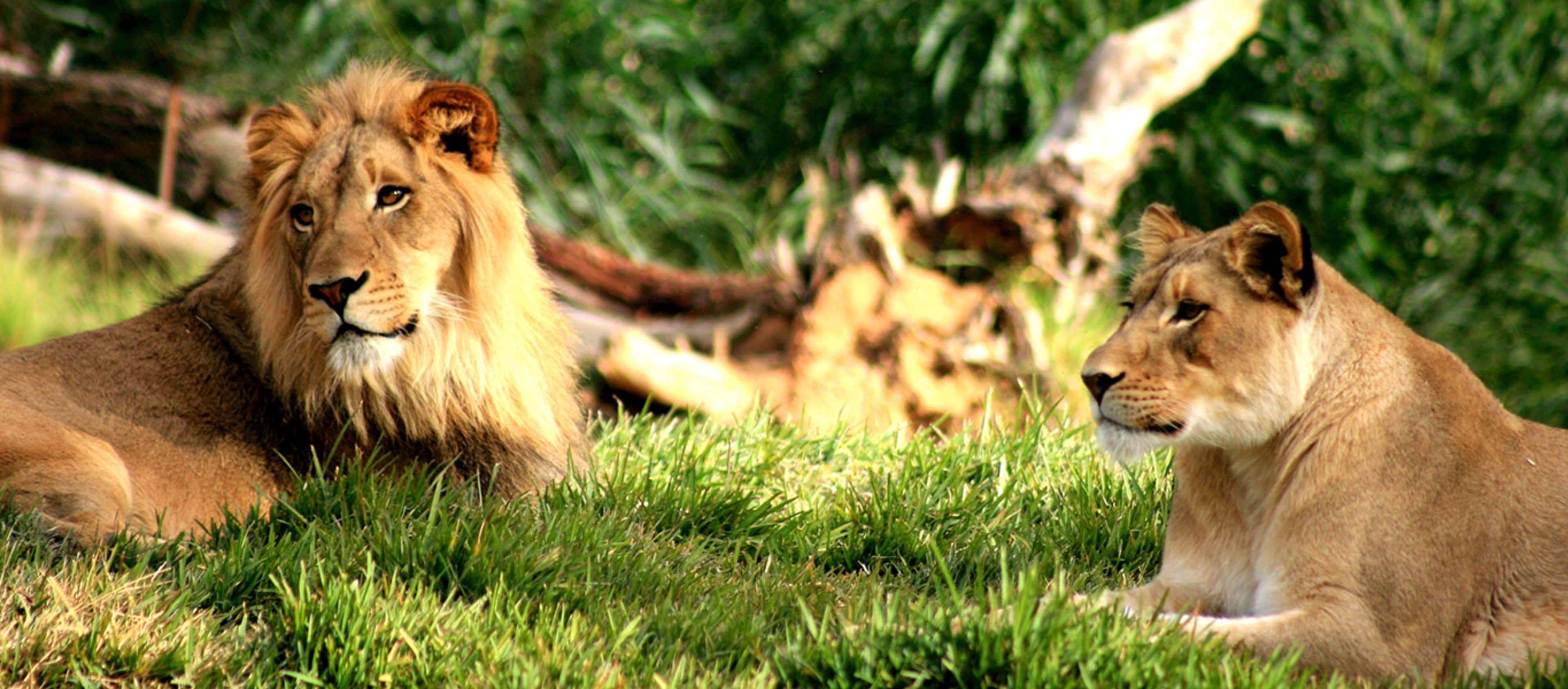 Philadelphia Zoo Lions