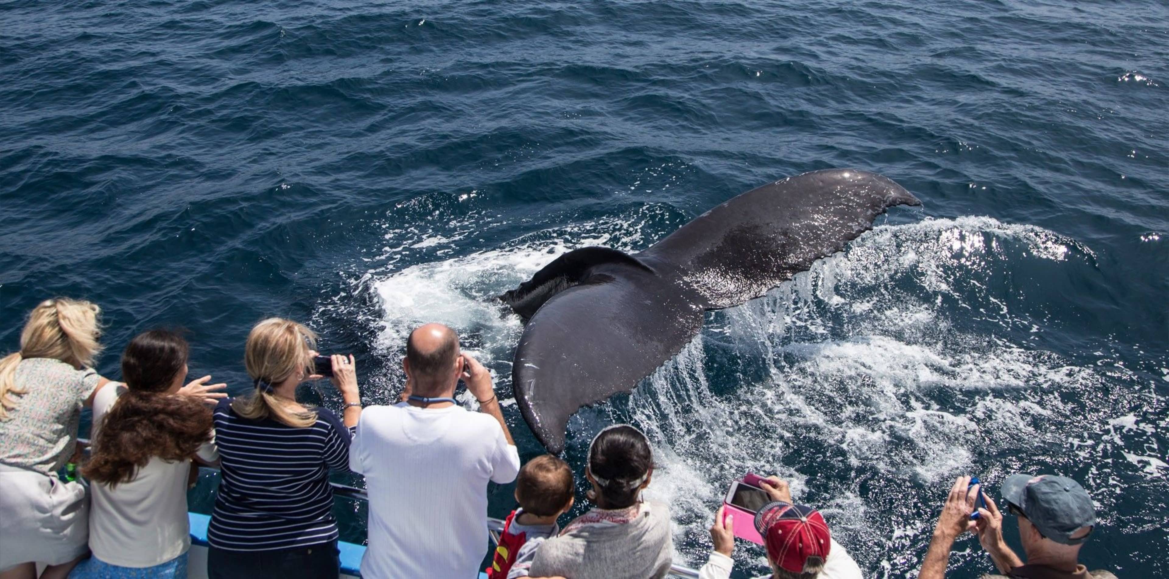 Whale Watching & Dolphin Cruises-Newport Landing