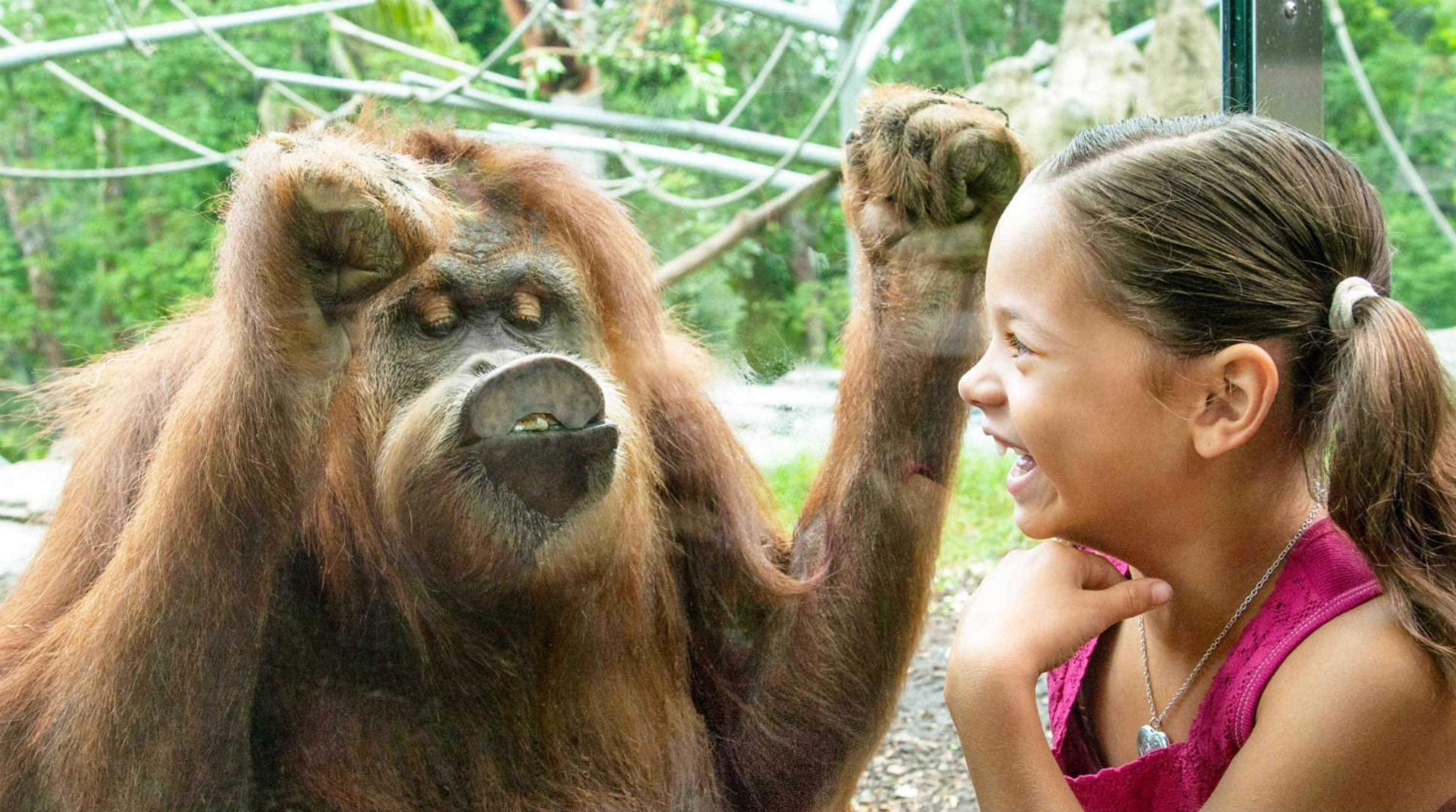 San Diego Zoo Discount Tickets Go City®