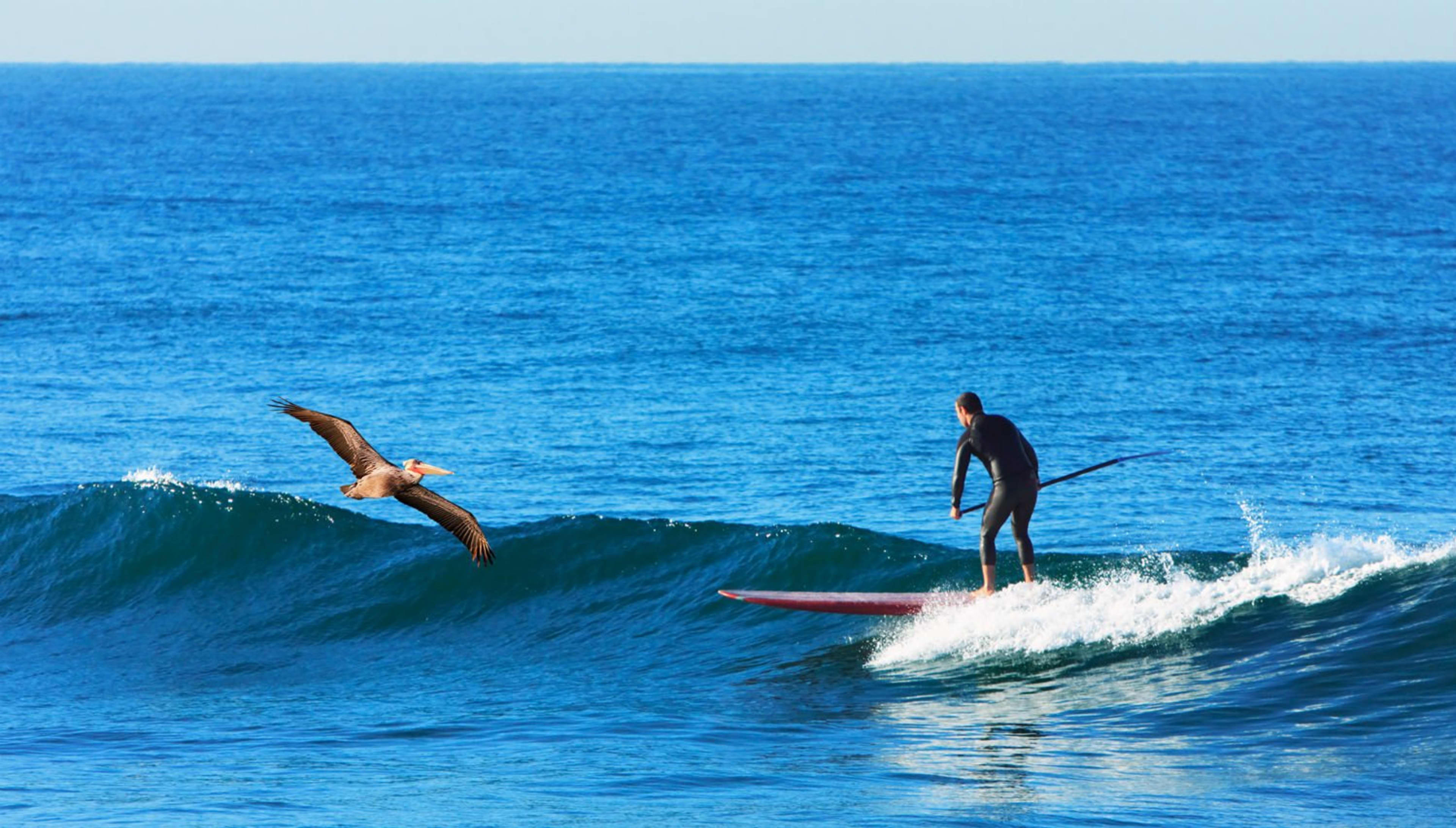 Bike and Kayak Tours La Jolla: Stand-Up Paddleboard Rental