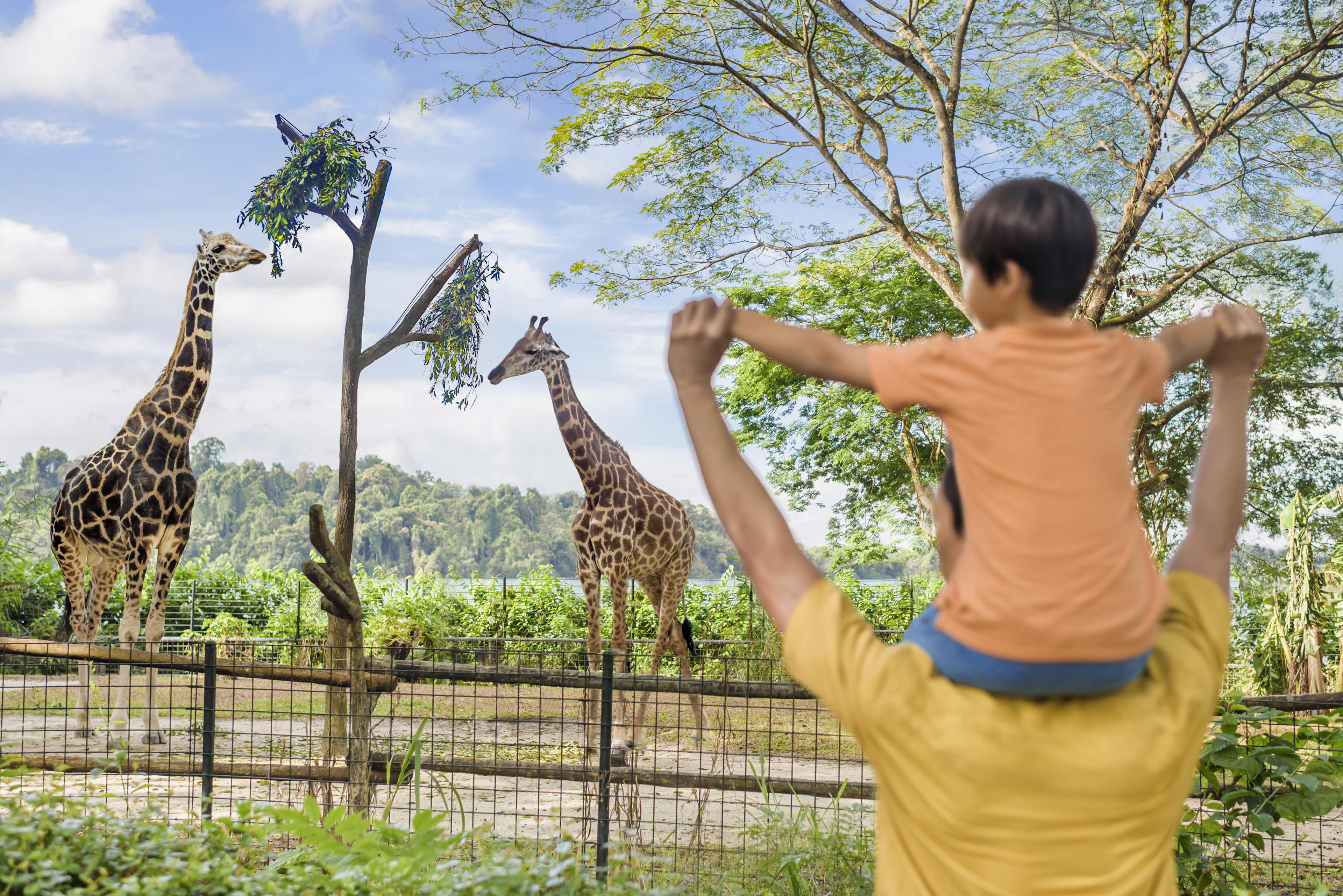 singapore zoo