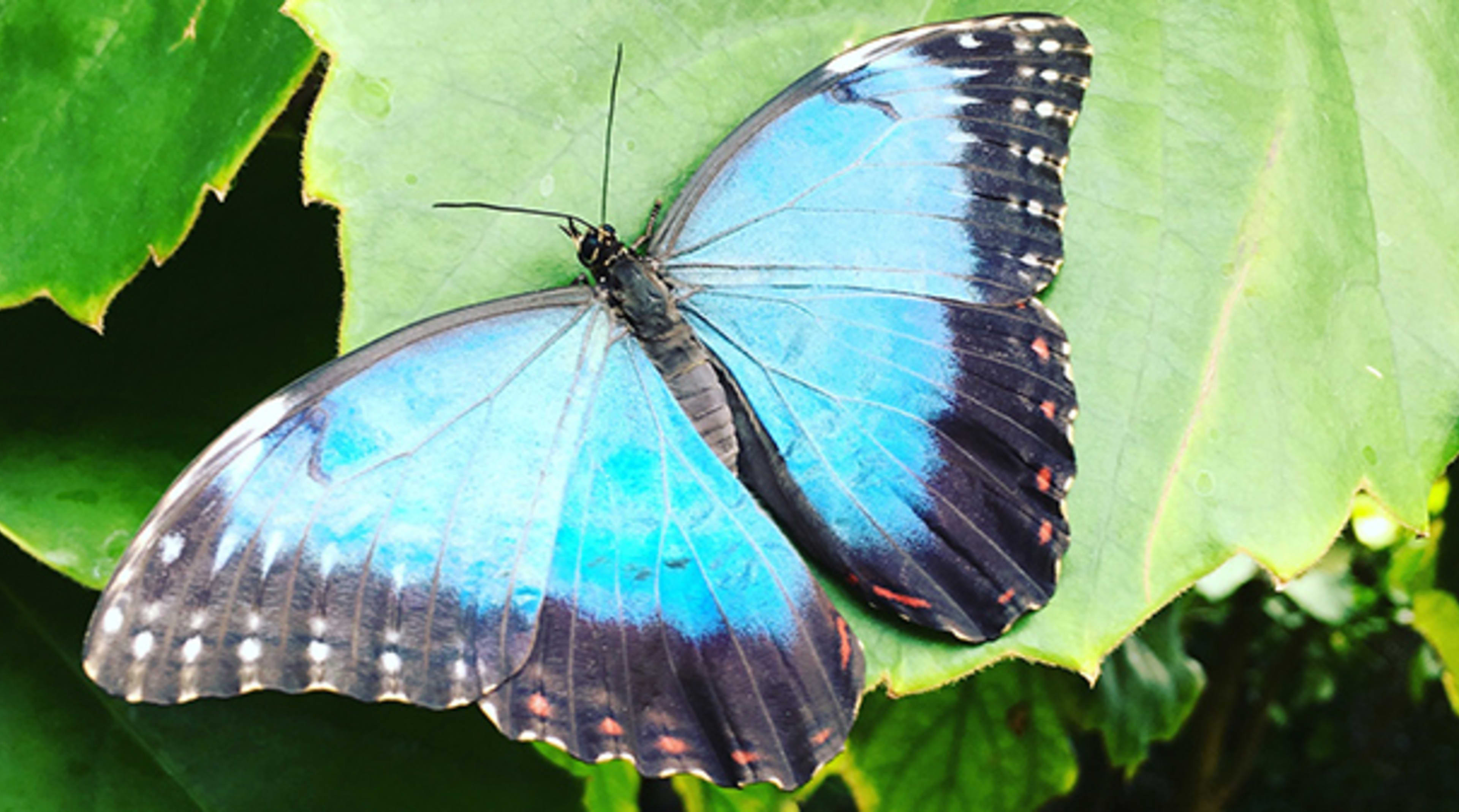 Butterfly House