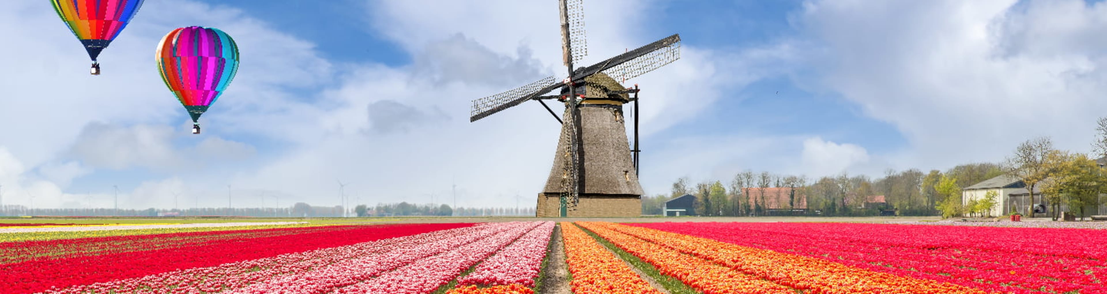 Windmill and hot hair balloons over a field of tulips