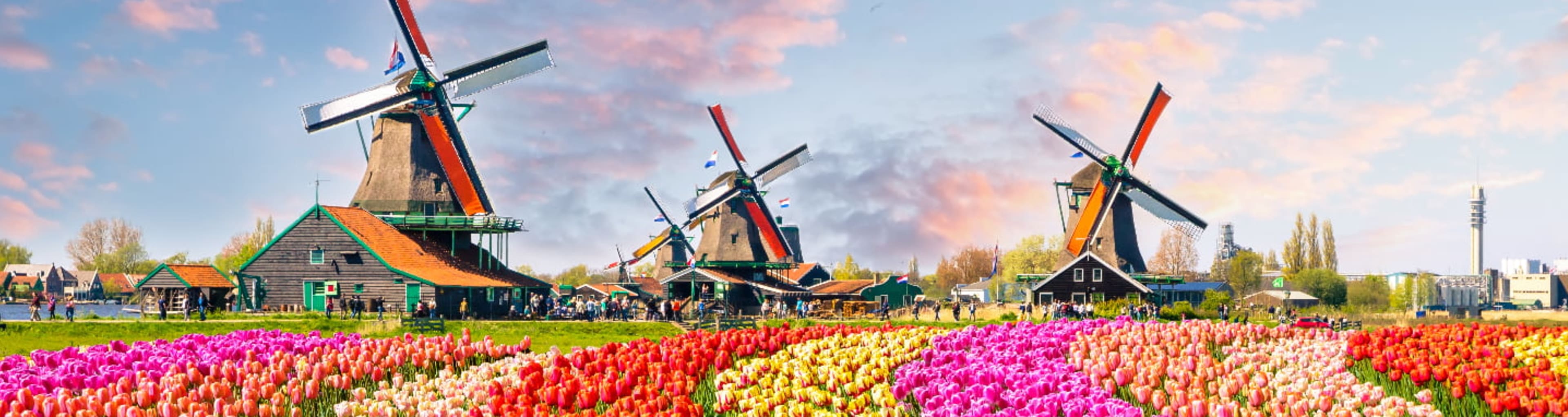 Three windmills over a field of tulips