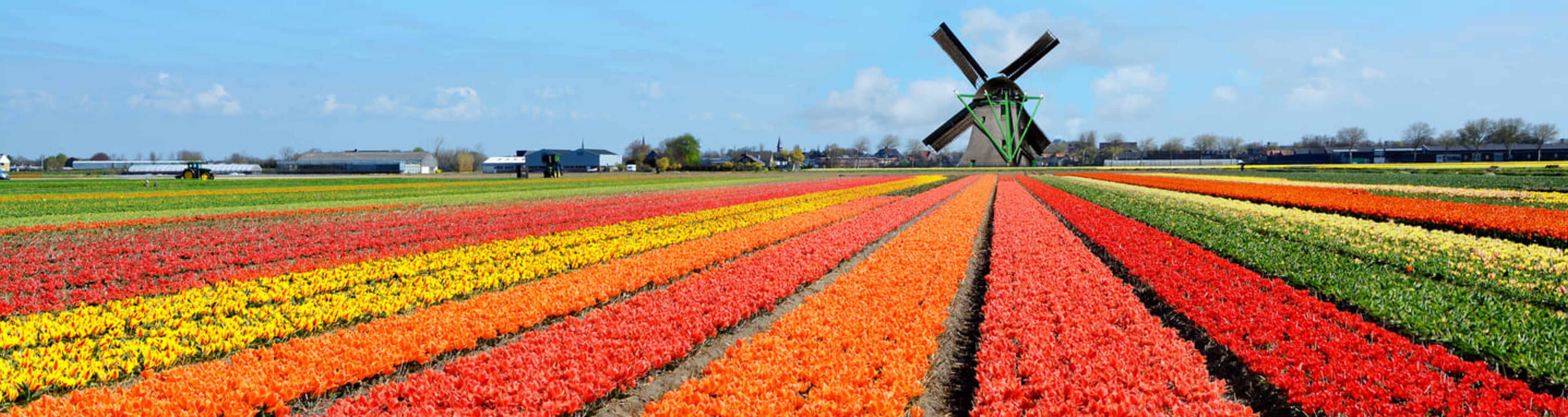 Windmill and colorful bulb fields in the Netherlands