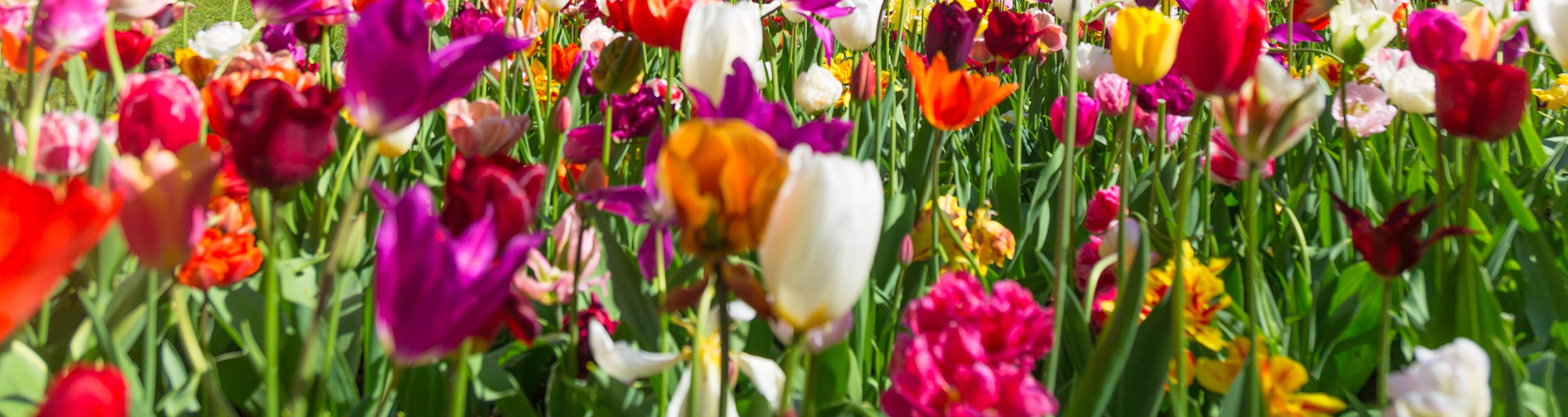 Malerische Tulpen mit Mühle im Hintergrund im Keukenhof Garten in Liss,Niederlande