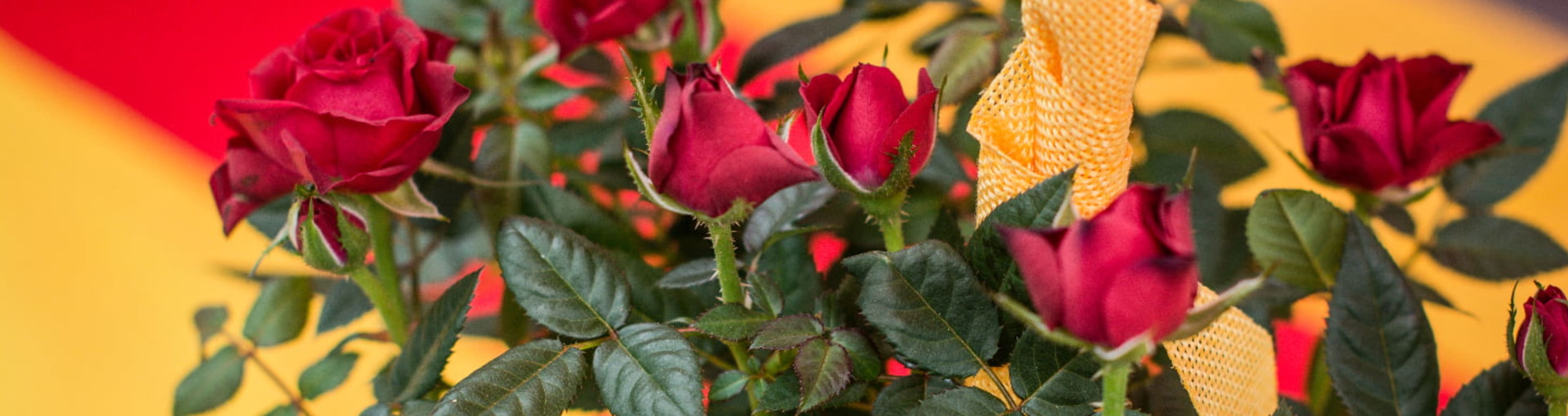 Bunch of roses in front of a Catalan flag