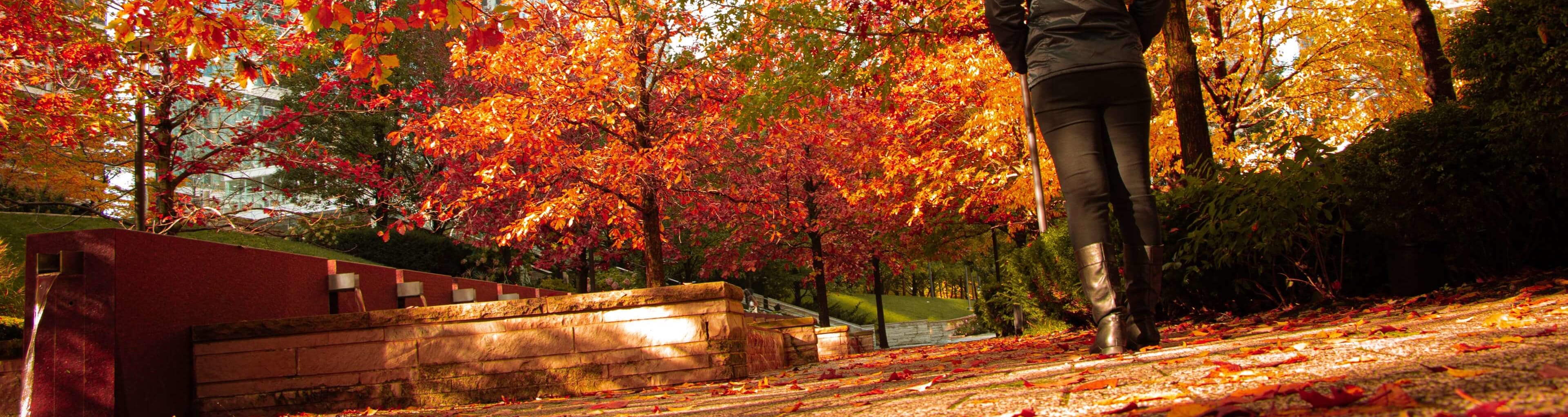 A walker takes in Chicago's fall color