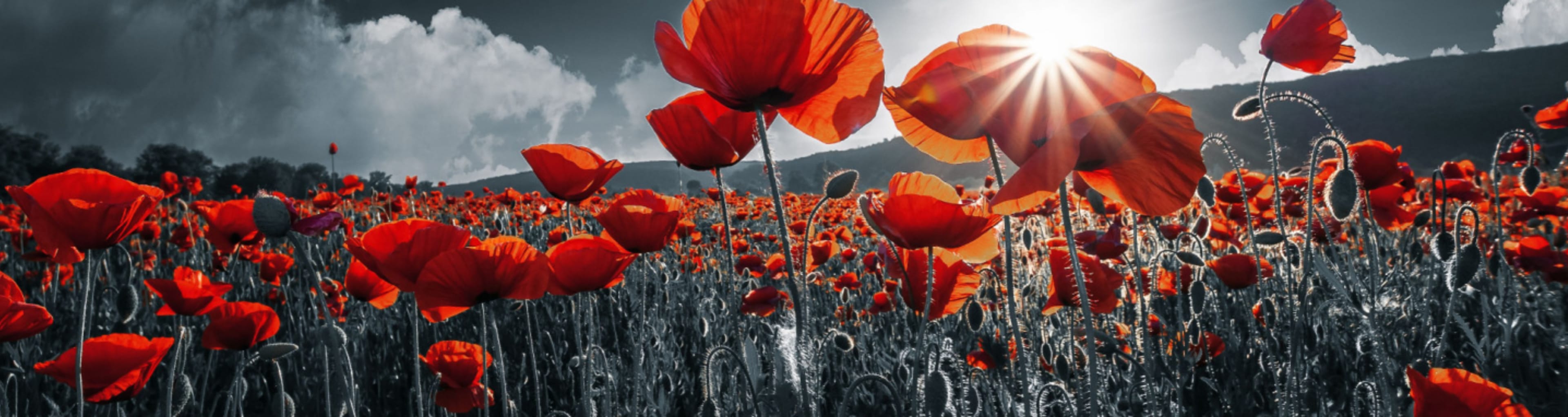 Things to do on Remembrance Day in London