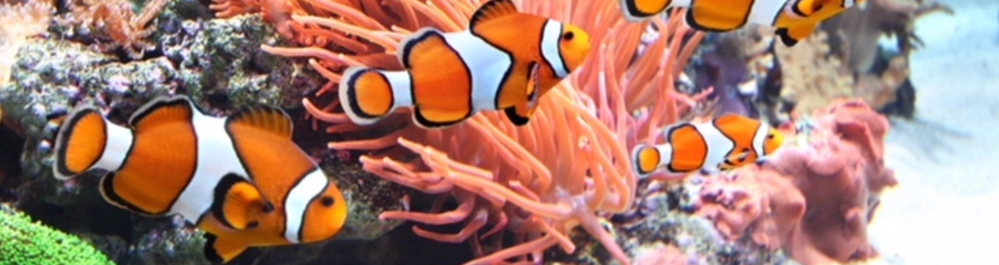 Clown fish at SEA LIFE London Aquarium. Image credit: Merlin.