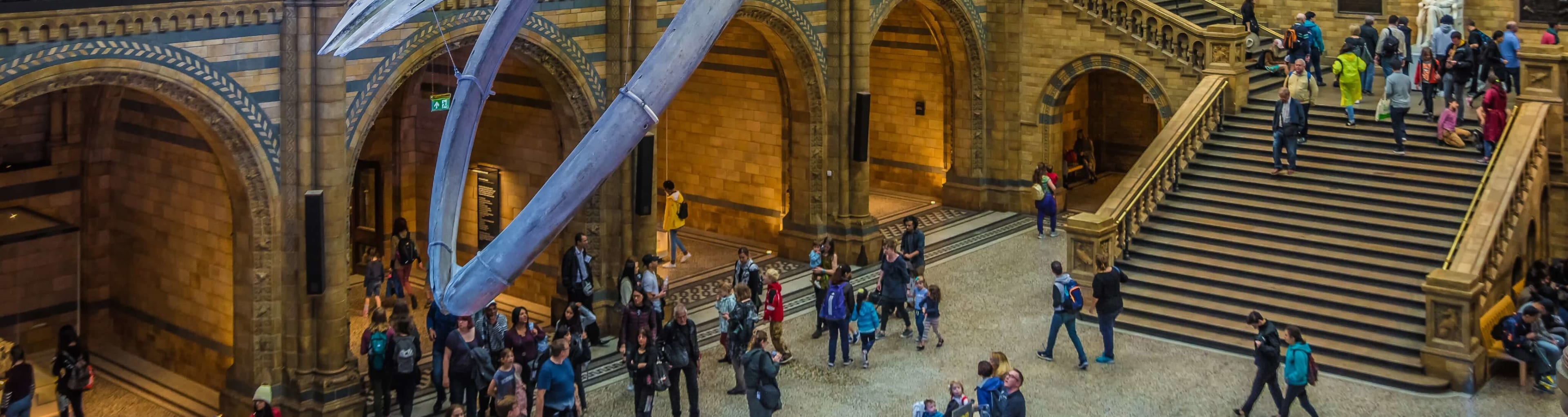 Atrium and whale skeleton at the Natural History Museum London