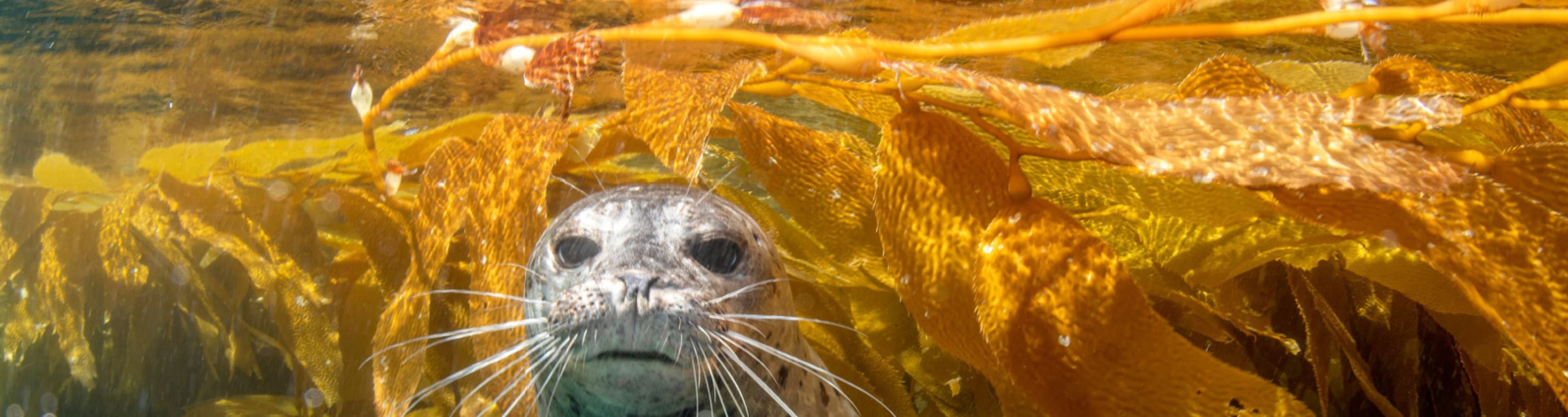 Seal underwater in the Californian Channel Islands