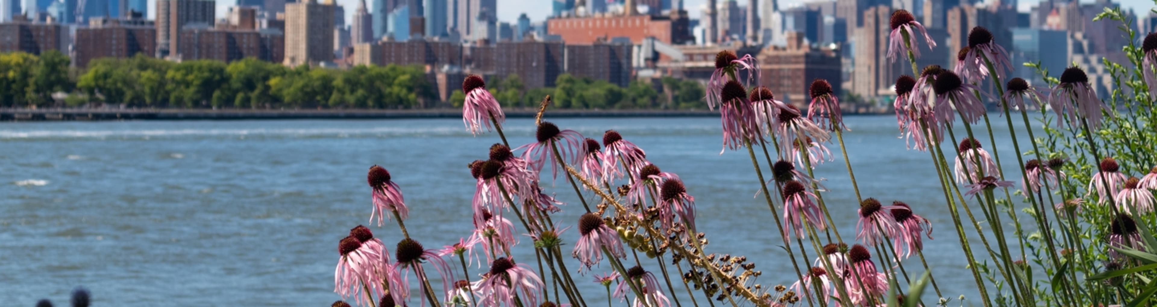 NY Skyline from Domino Park