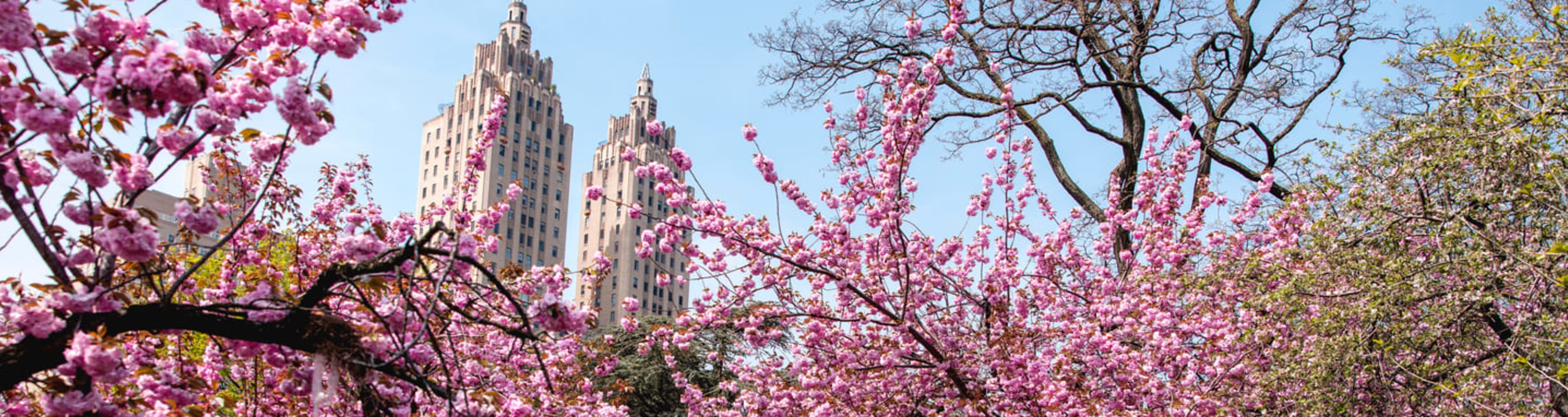 Central Park Spring