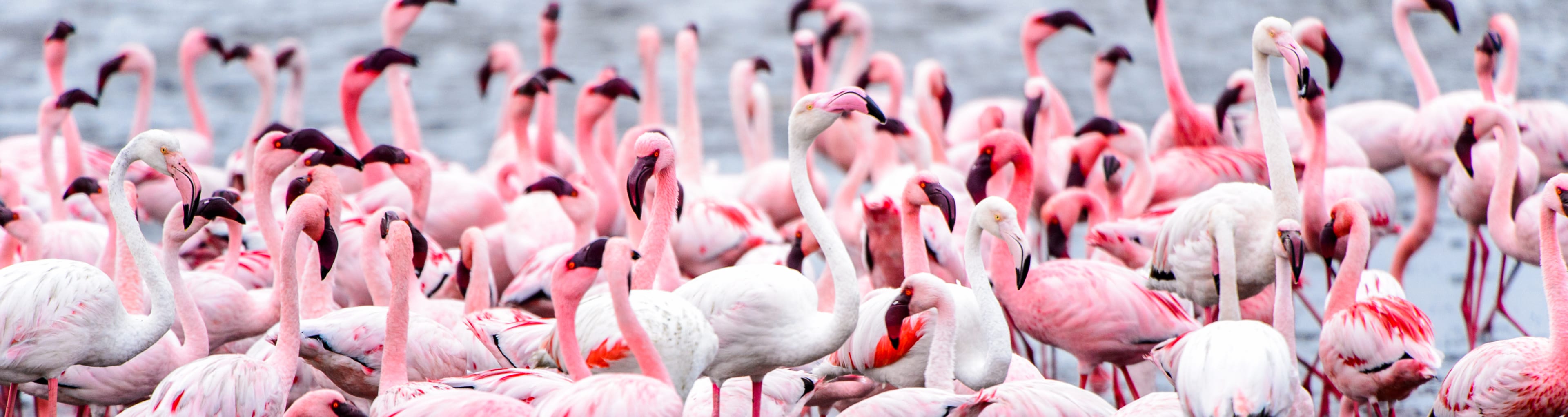 Flamencos en Orlando