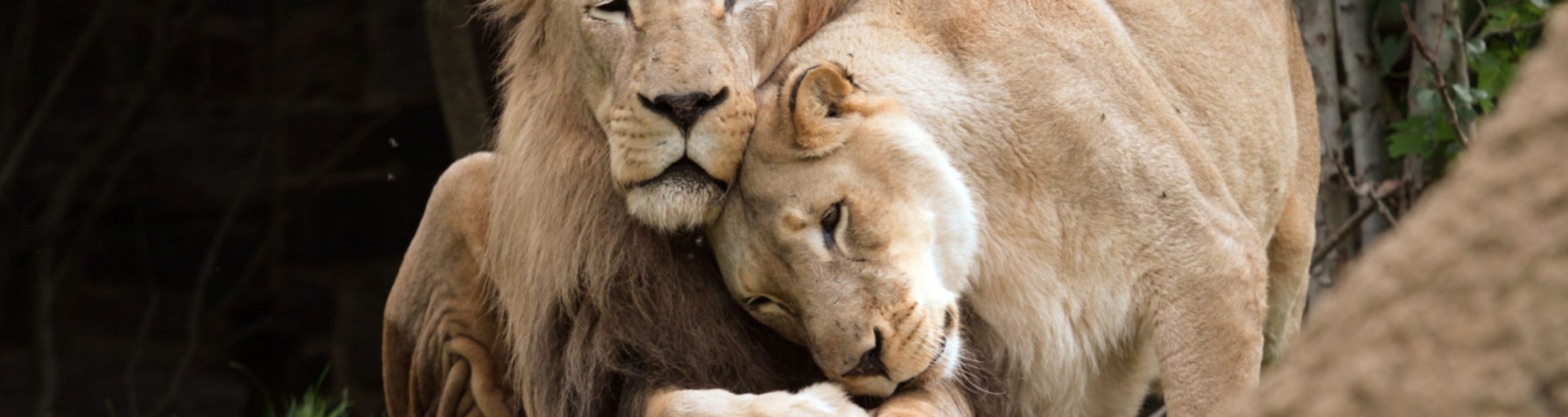 lions at Philadelphia zoo