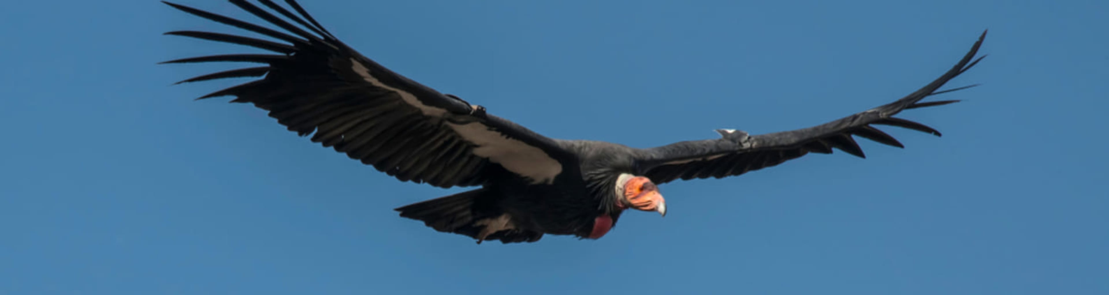 Endangered California condor in flight.