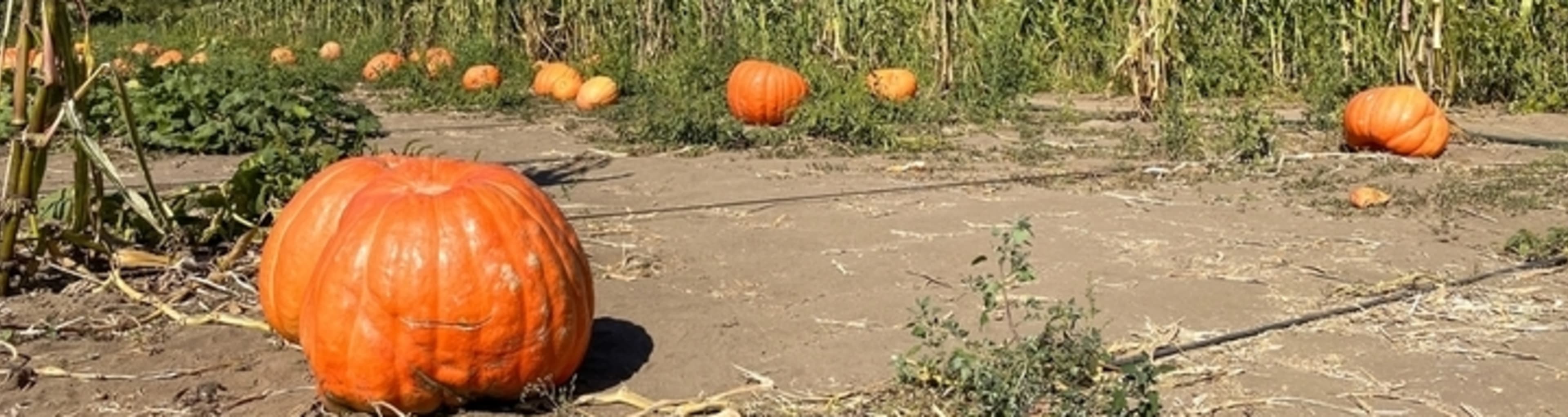 A pumpkin patch in October in San Diego