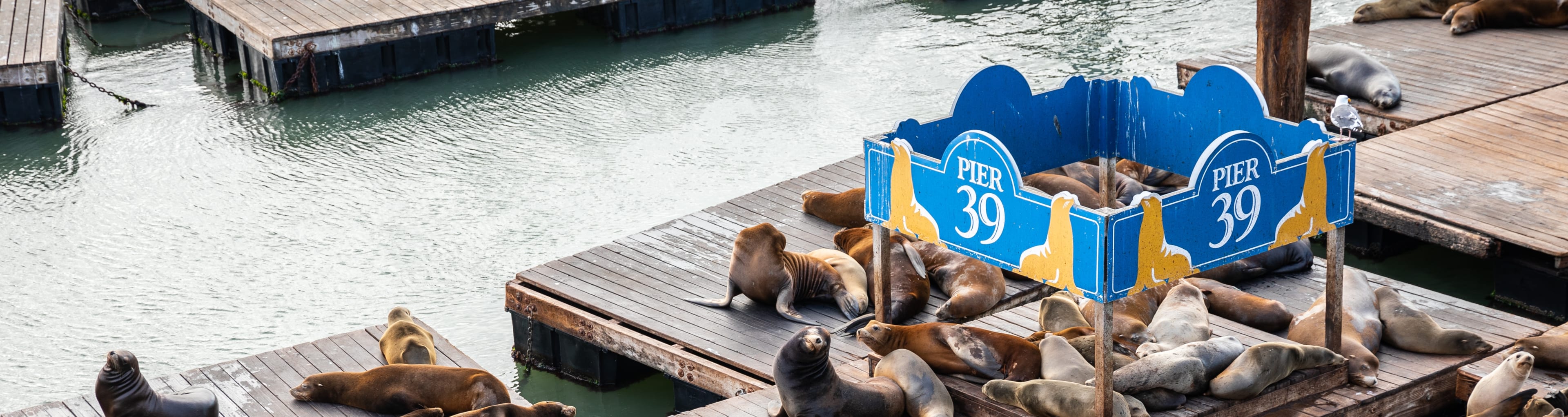 Les otaries de Pier 39