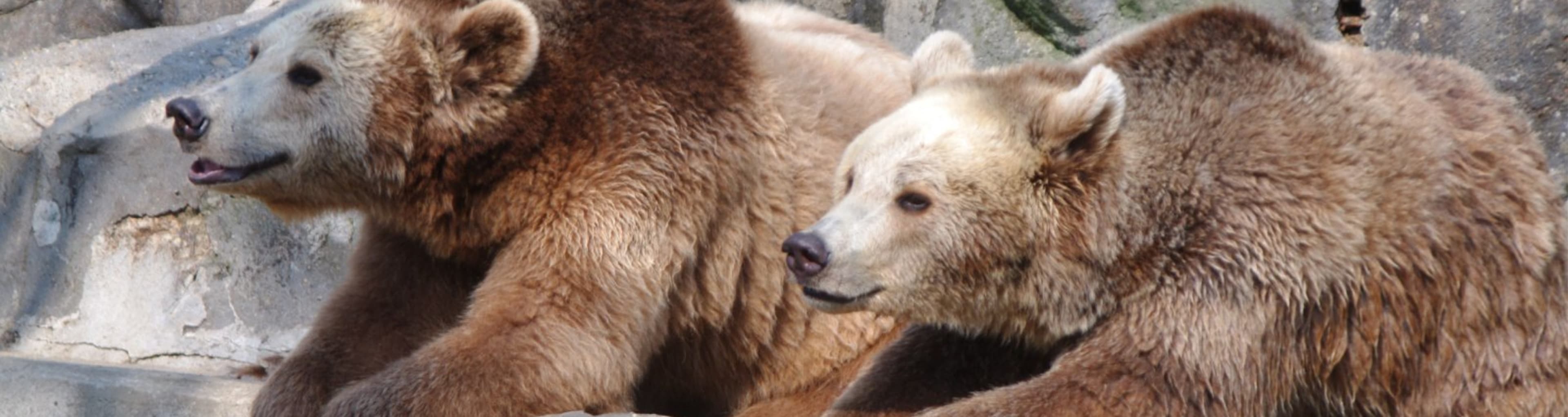 Two bears lounge on some rocks in Seoul Land, South Korea