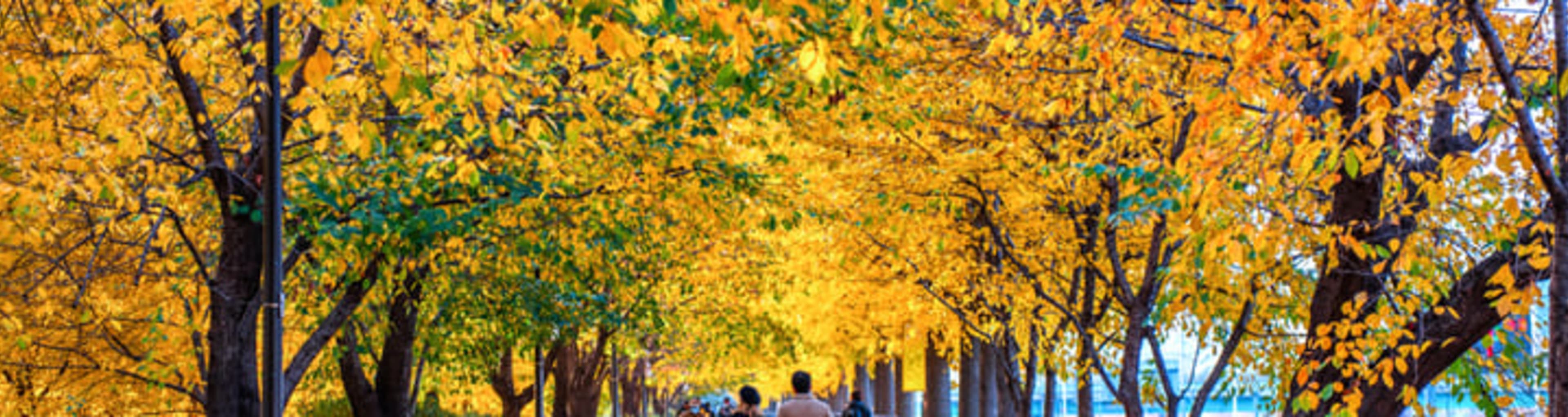 Couple strolling beneath colorful gingko trees in Seoul during autumn.