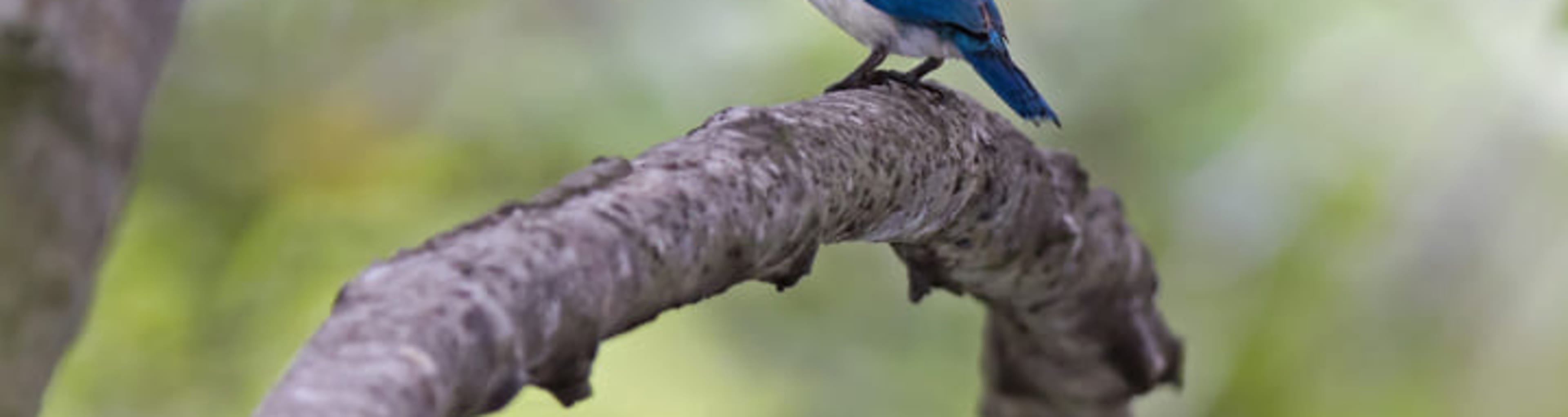 A collared kingfisher in the Sungei Buloh Wetland Reserve, Singapore