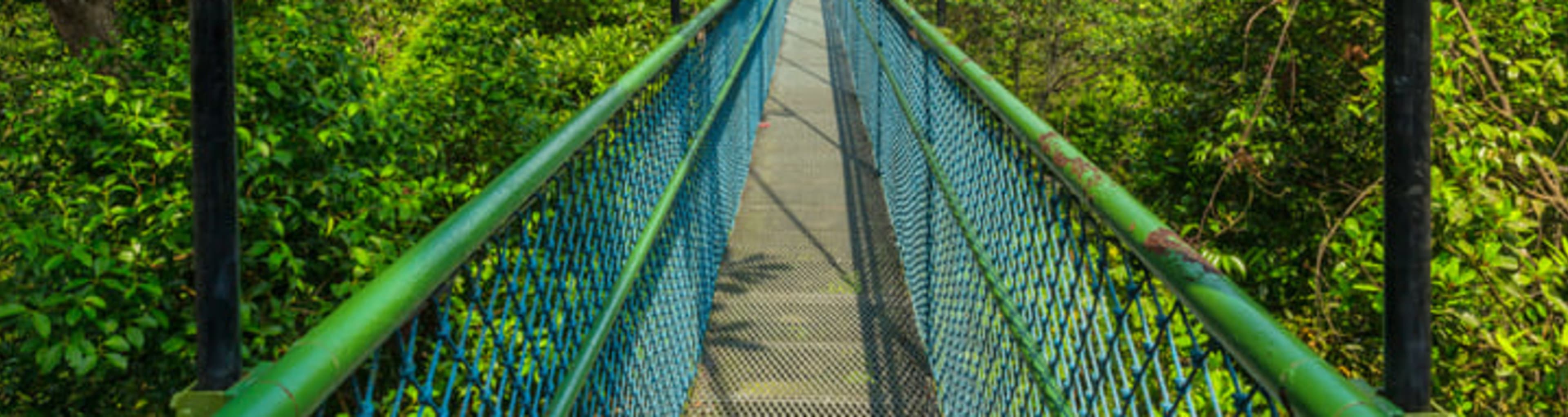 The Treetop Walks at MacRitchie Reservoir in Singapore