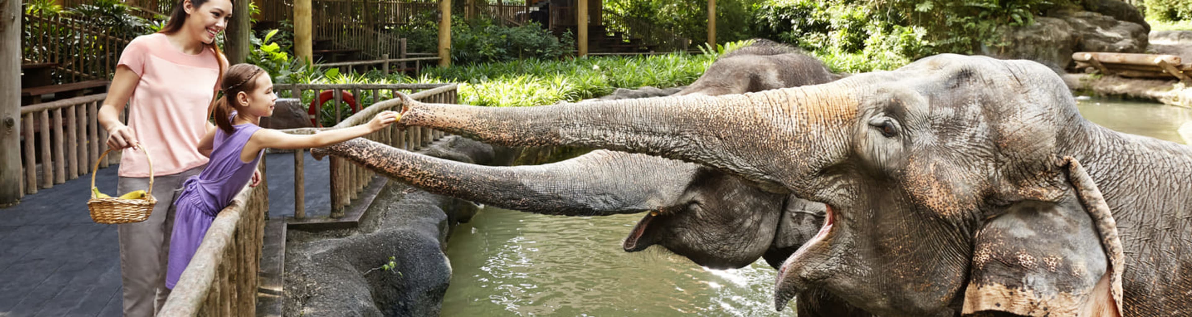 Family feeding elephants at Singapore Zoo.