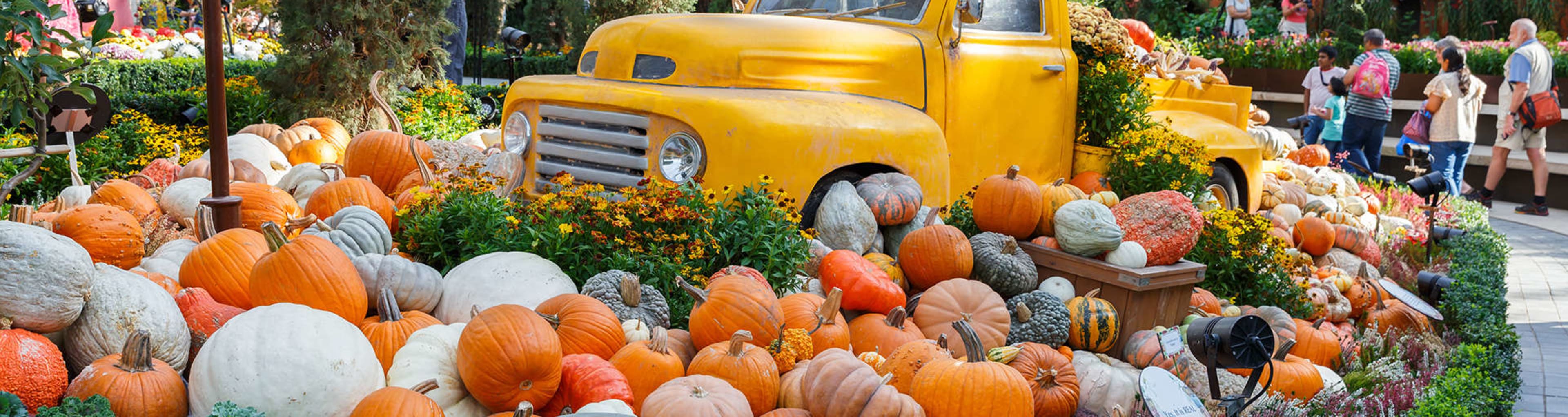 Singapore pumpkin truck