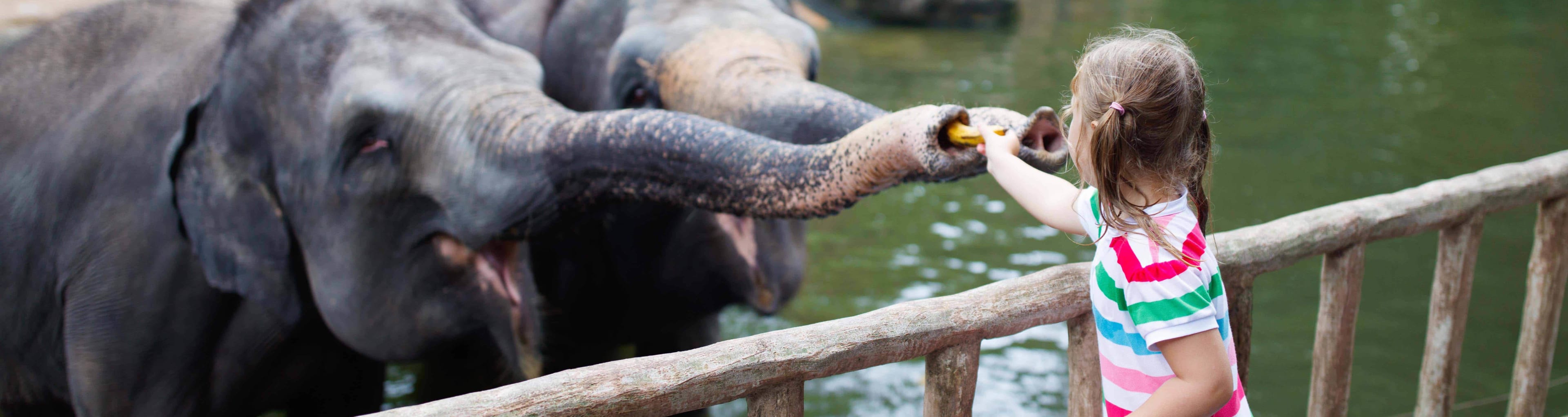 Singapore Zoo