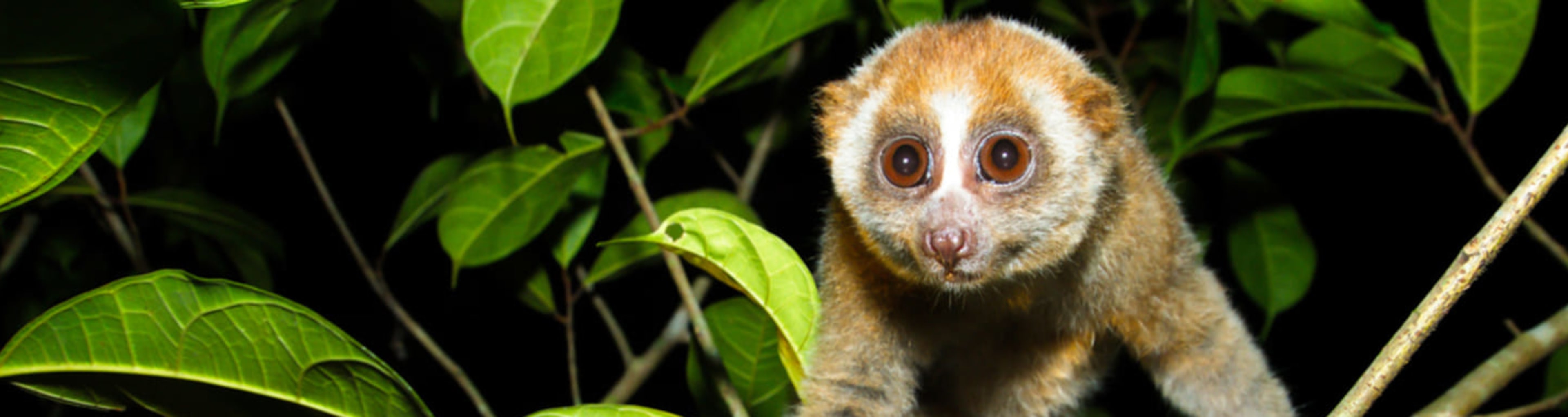 Loris in a tree.