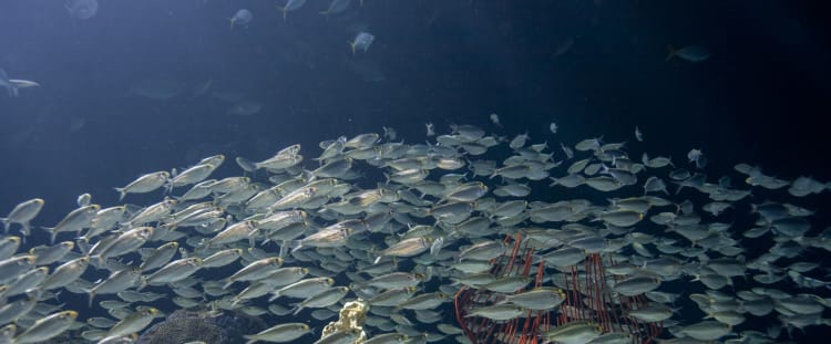 wild reef photo
