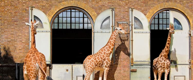 London Zoo