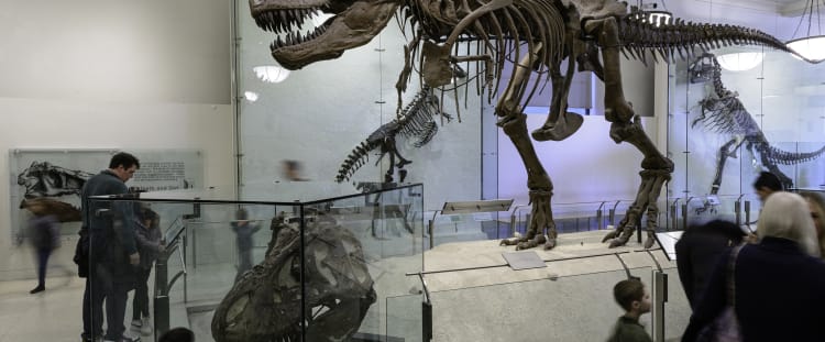 American Museum of Natural History