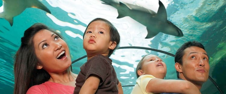 Sea Life