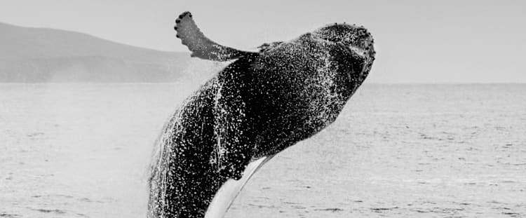 Waikiki Whale Watching Tour