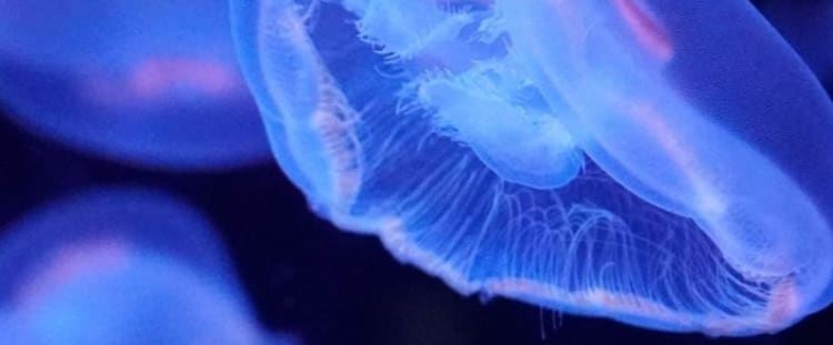 Aquarium 