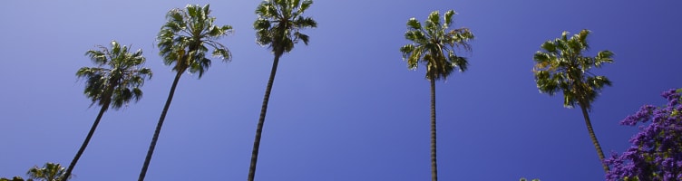 Palm Trees