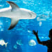 Philadelphia Adventure Aquarium | Go Philadelphia Pass