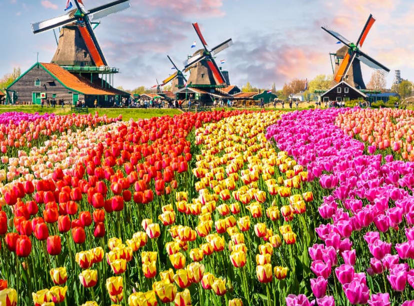 Three windmills over a field of tulips