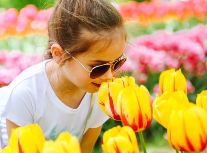 Young girl smelling red-and-yellow tulips at Keukenhof