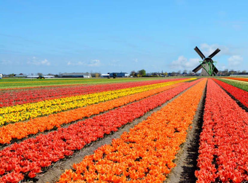 Tulipanes y molino de viento en Keukenhof. Excursión a Keukenhof desde Ámsterdam.